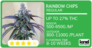 Discover the Best Marijuana Seeds Florida Has to Offer Discover the Best Marijuana Seeds Florida Has to Offer